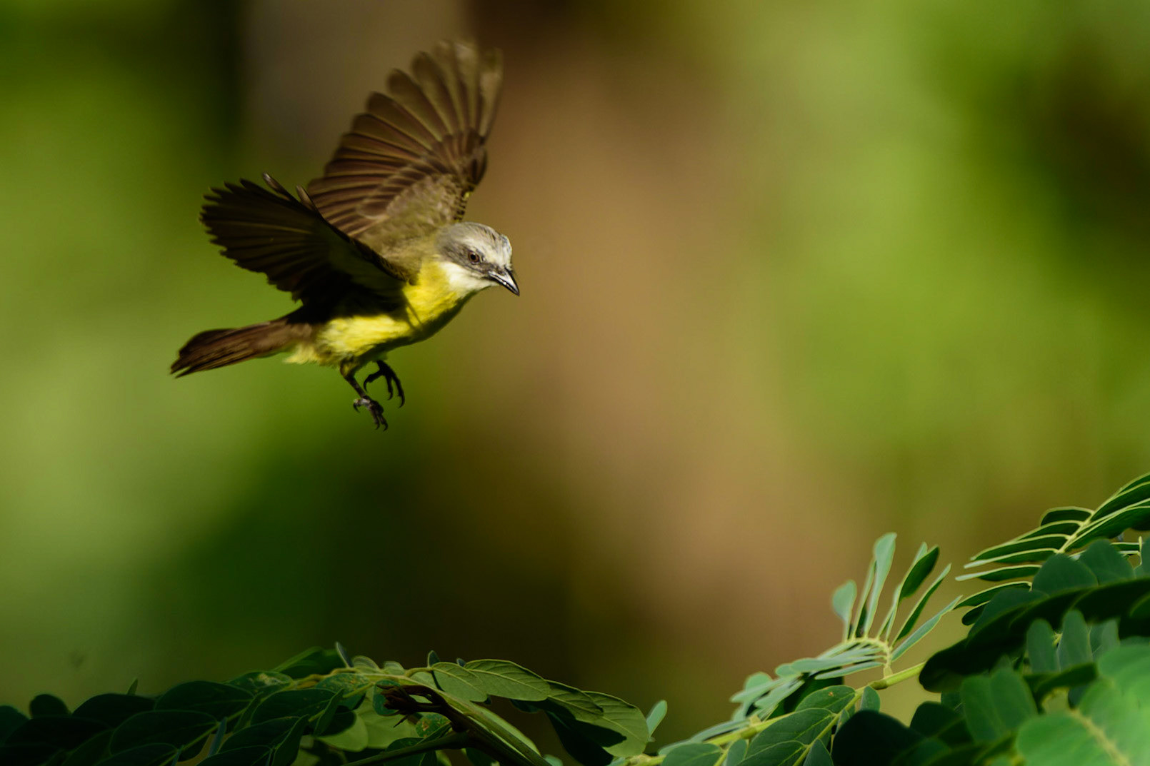 Grey-capped Flycatcher, Myiozetetes granadensis