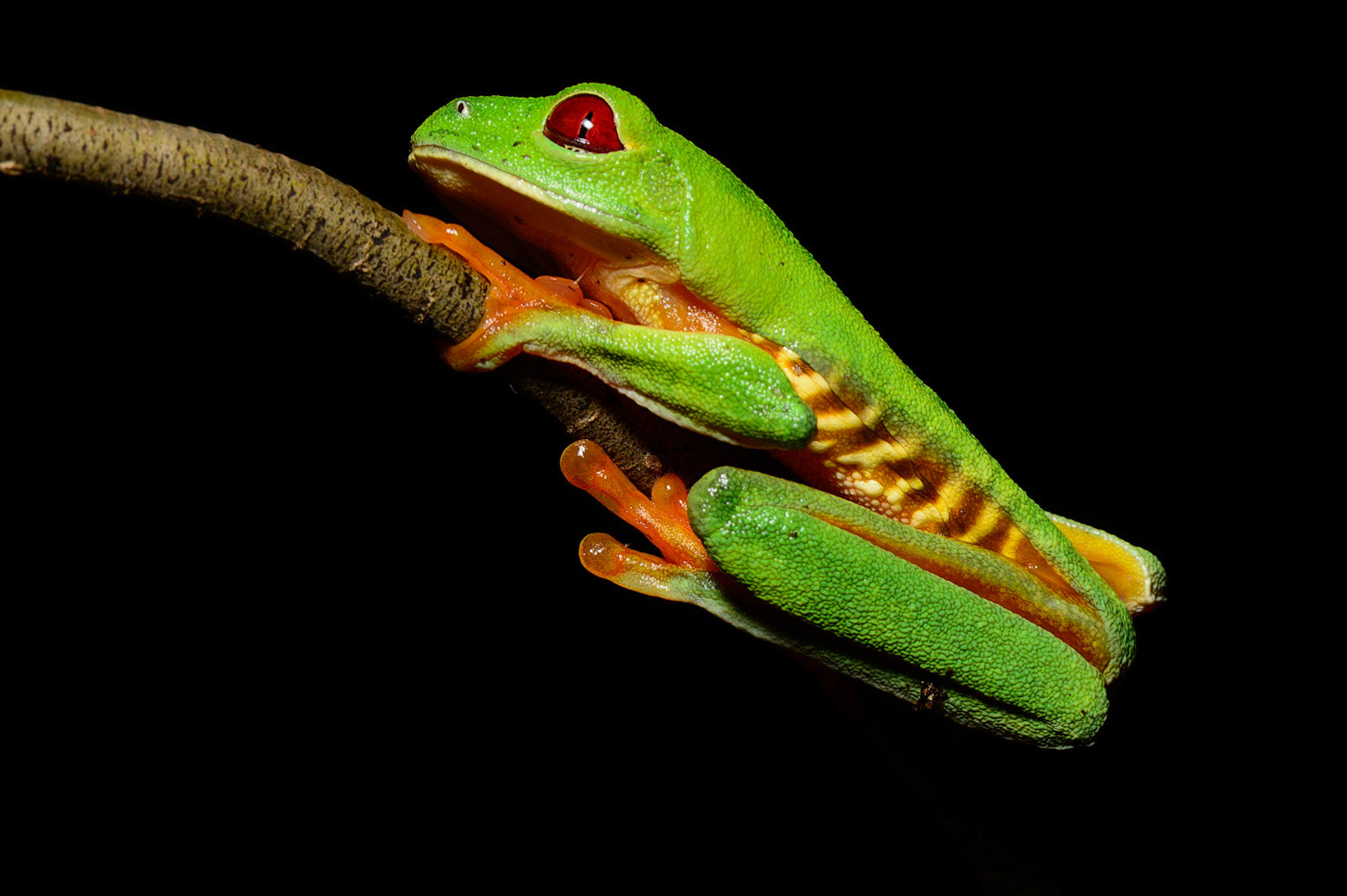 Red-eyed-Tree Frog, Agalychnis callidryas