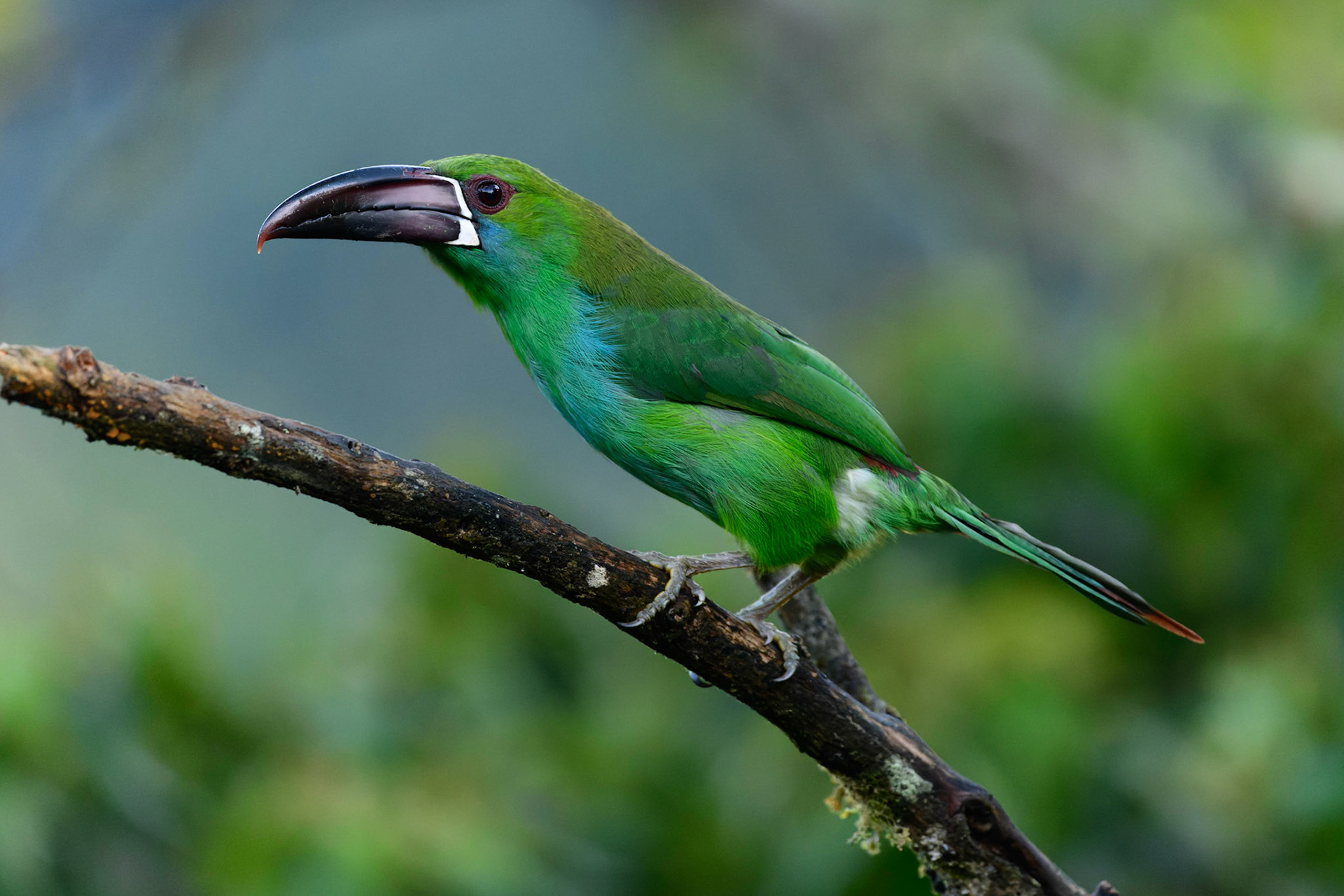 Crimson-rumped Toucanet, Aulacorhynchus haematopygus