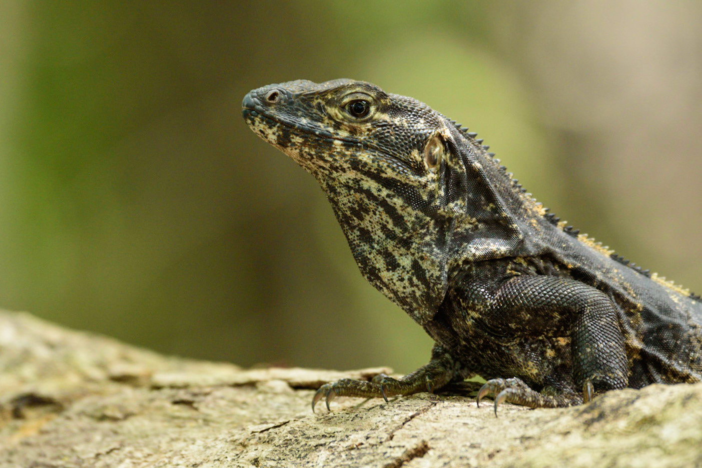 Black Spiny Tailed Iguana, Ctenosaura similis