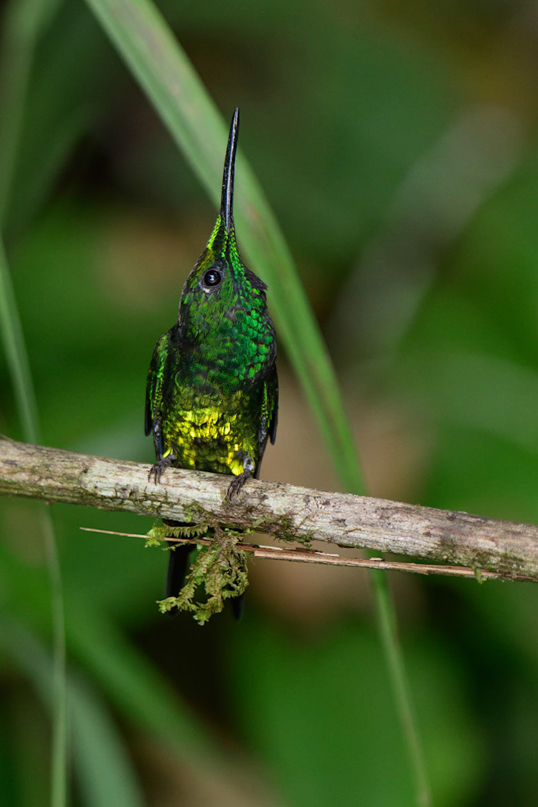 Empress Brilliant Heliodoxa imperatrix