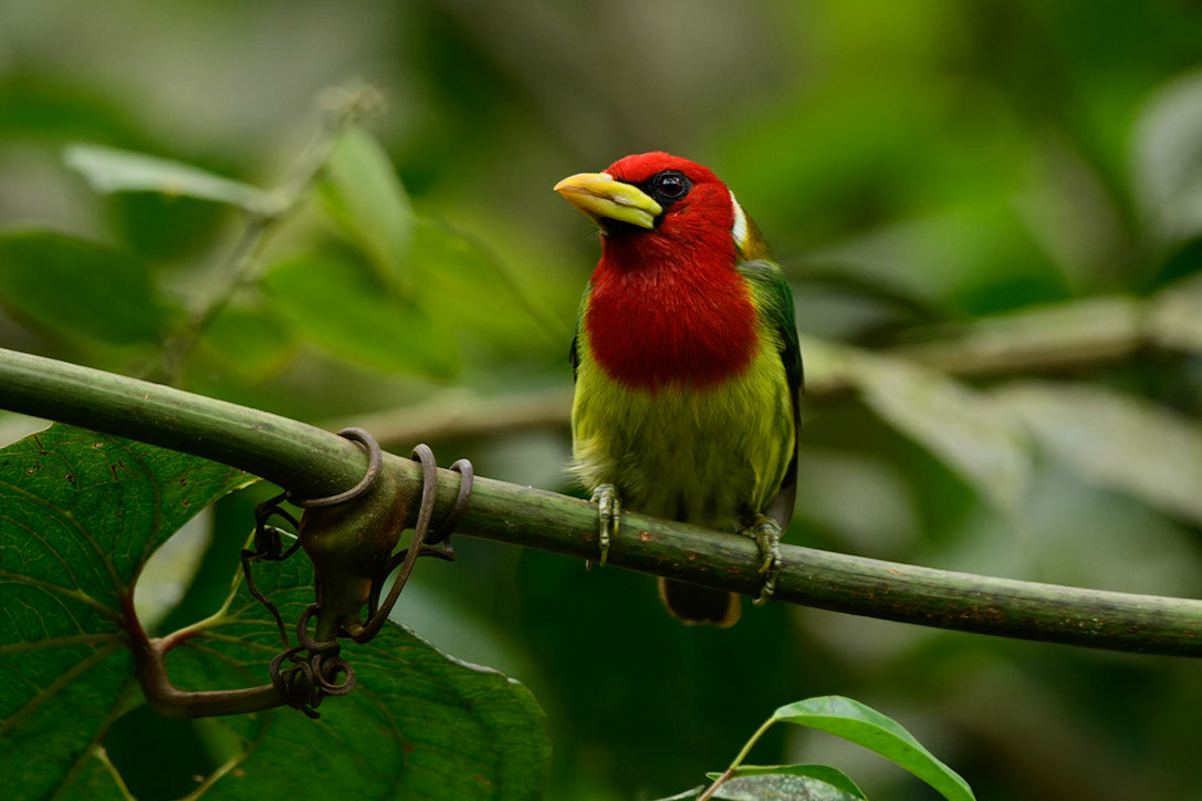 Red-headed Barbet, Eubucco bourcierii