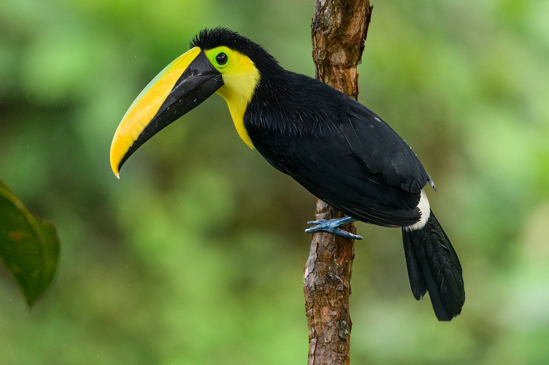 Choco Toucan Ramphastos brevis