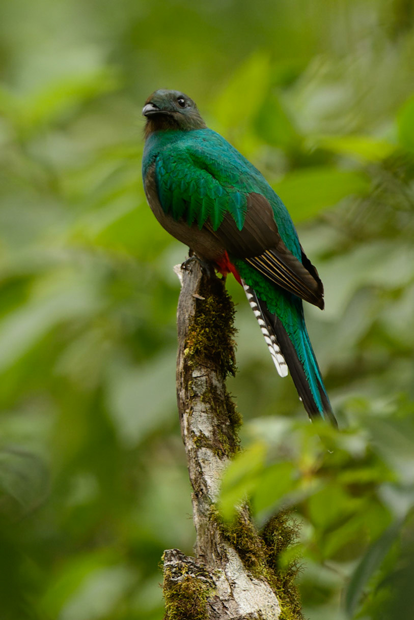 Resplendent Quetzal, Pharomachrus mocinno