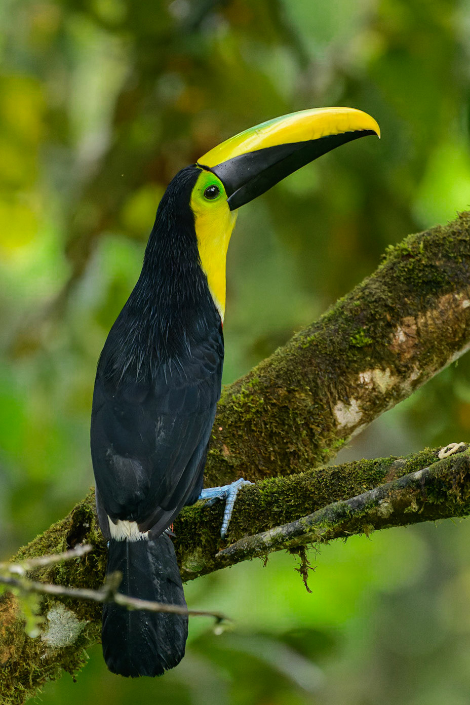Choco Toucan Ramphastos brevis