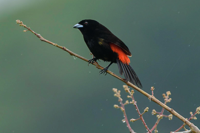 Cherrie's Tanager, Ramphocelus costaricensis