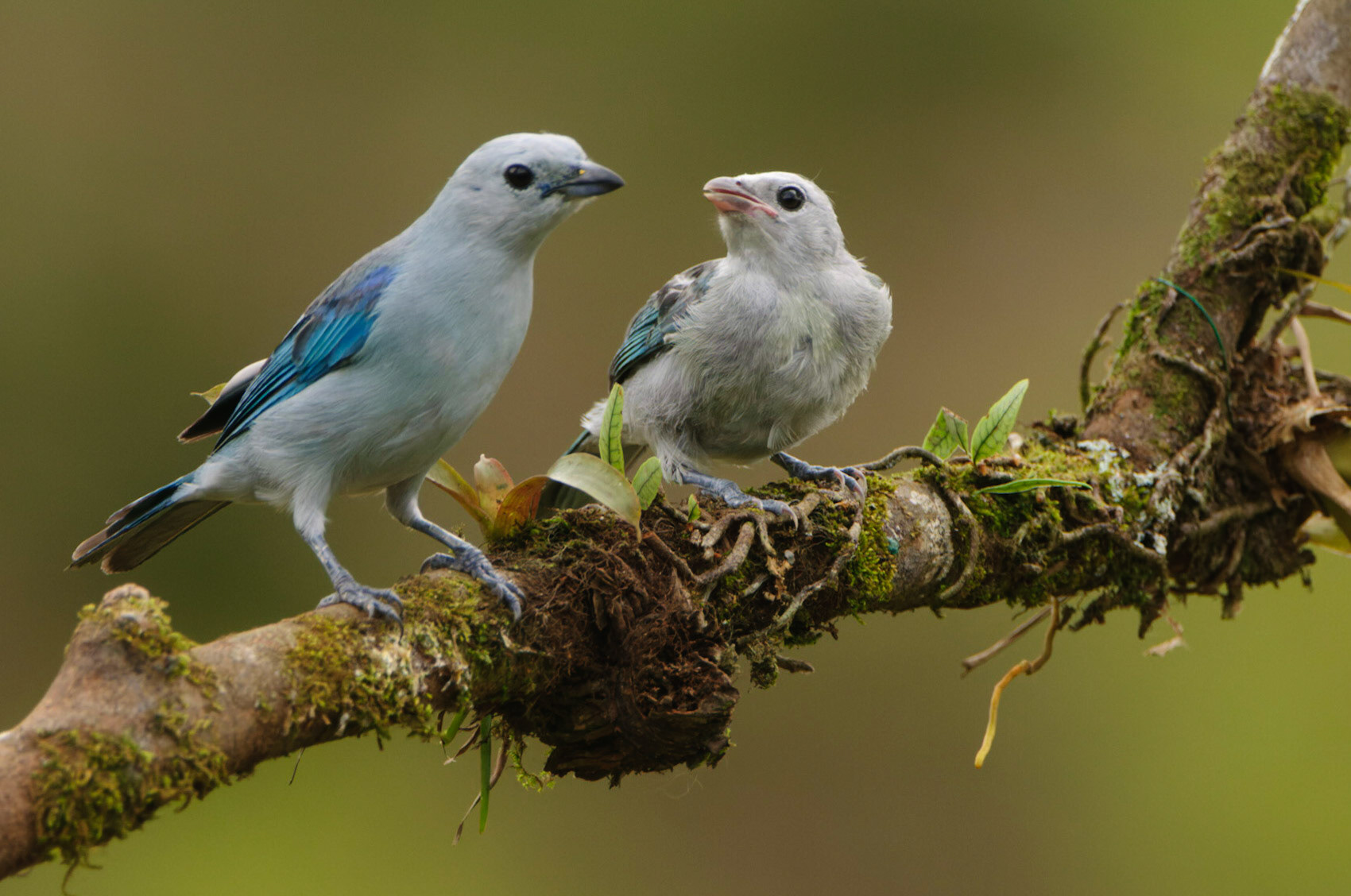 Blue-grey Tanager, Thraupis episcopus