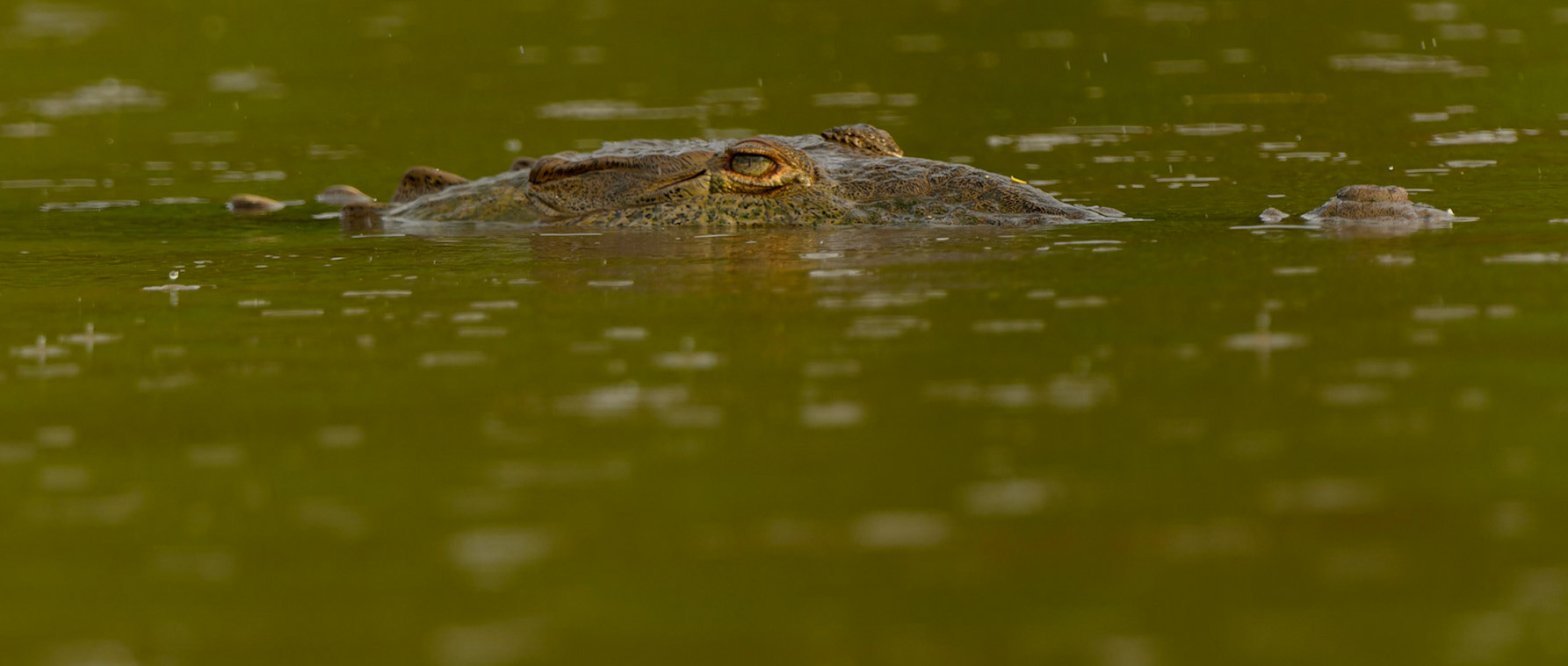 American Crocodile, Crocodylus acutus