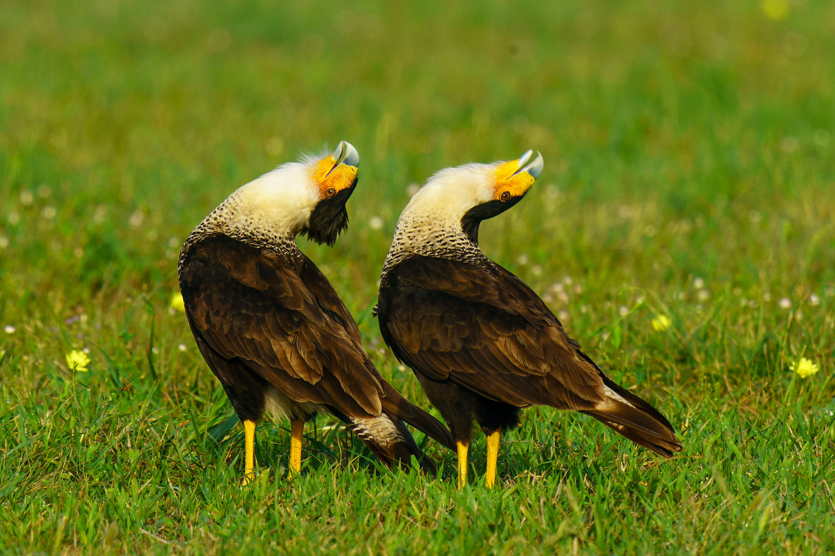 Crested Caracara, Caracara cheriway