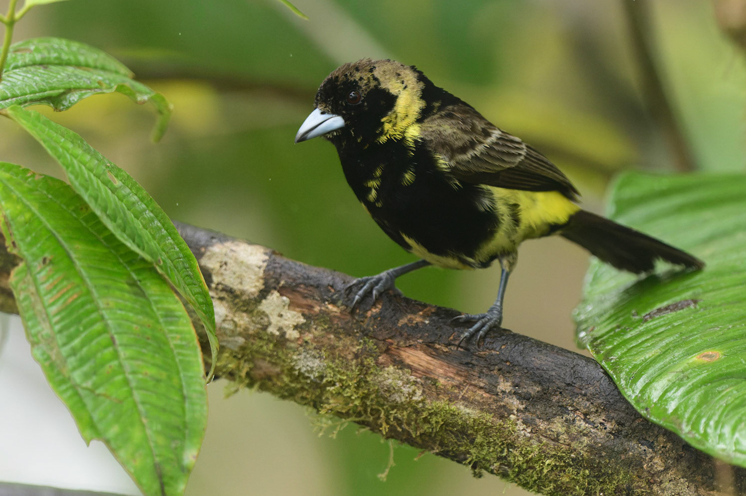 Flame-rumped Tanager, Ramphocelus flammigerus