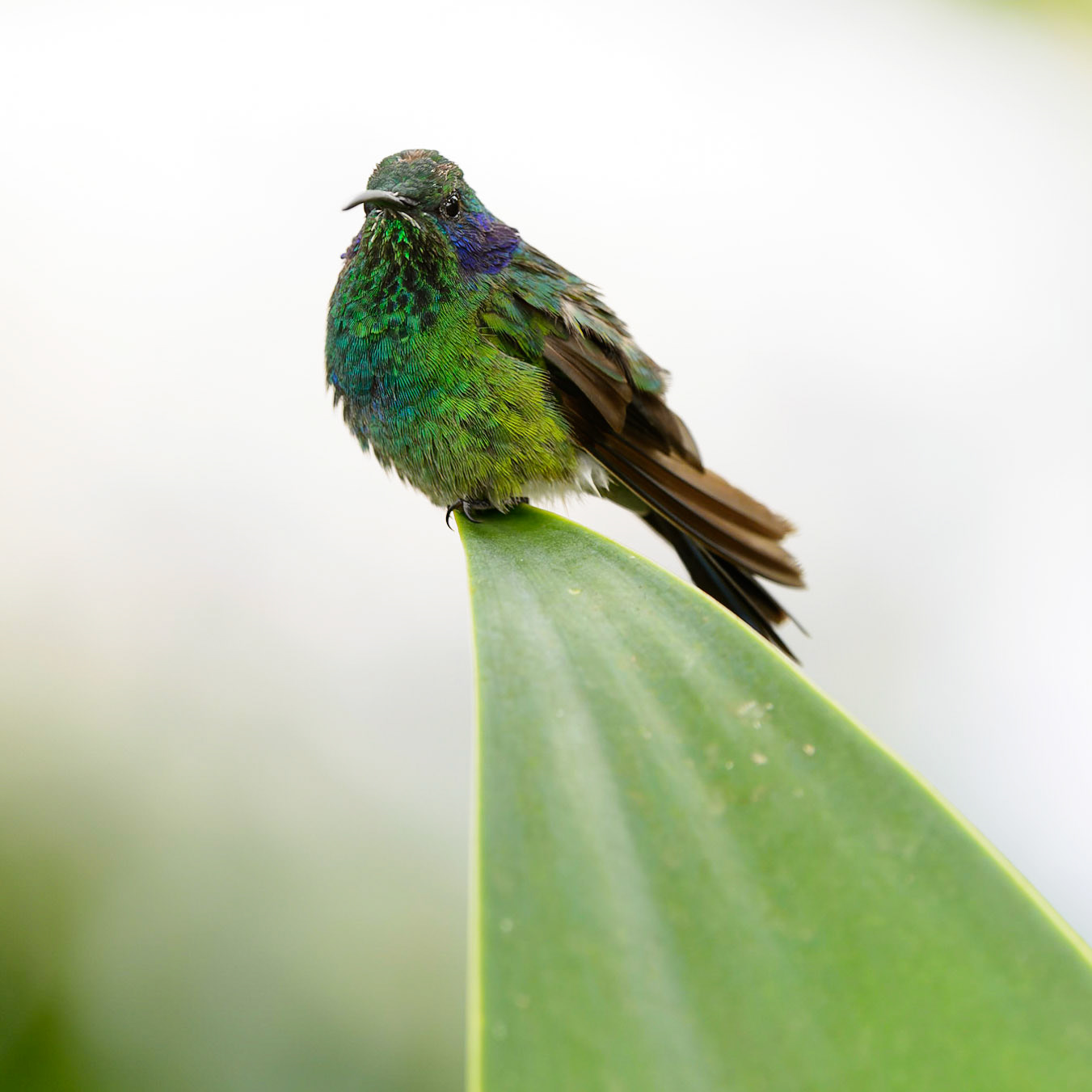 Green Violet-ear, Colibri thalassinus