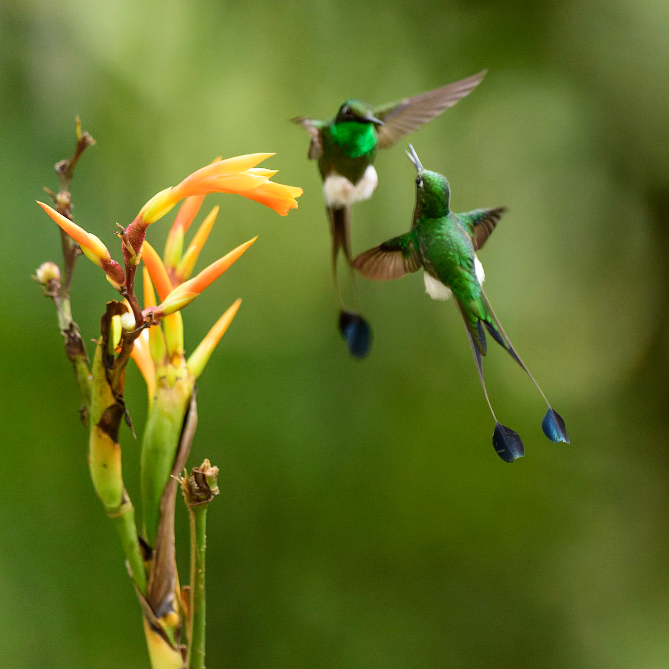White-booted Racket-tail, Ocreatus underwoodii