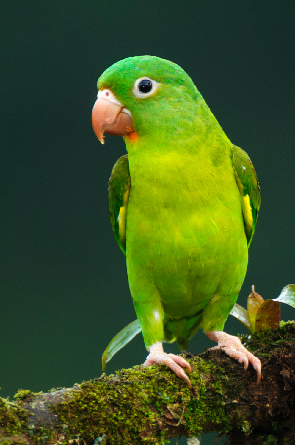 Orange-chinned Parakeet, Brotogeris jugularis. Also Tovi Parakeet