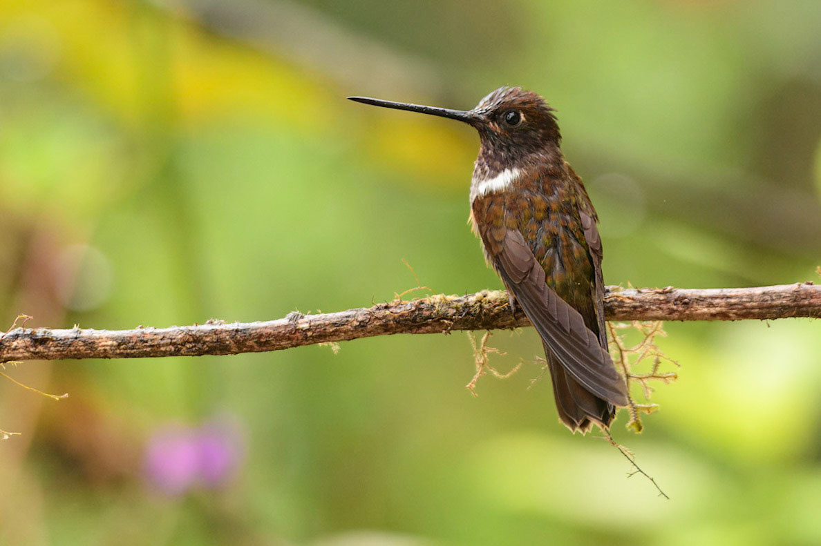 Brown Inca, Coeligena wilsoni