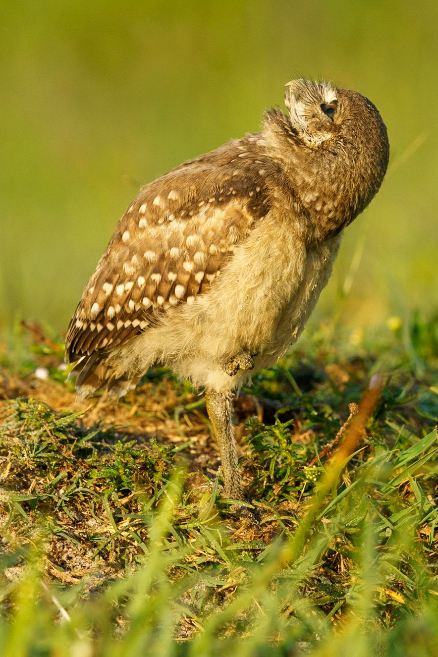 Burrowing Owl, Athene cunicularia