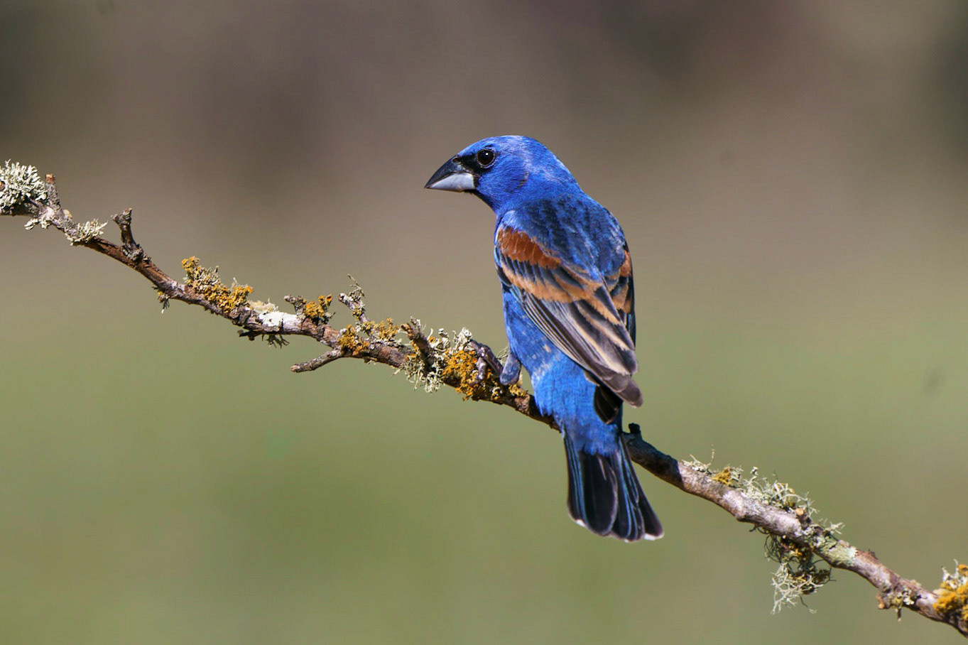 Blue Grosbeak, Passerina caerulea