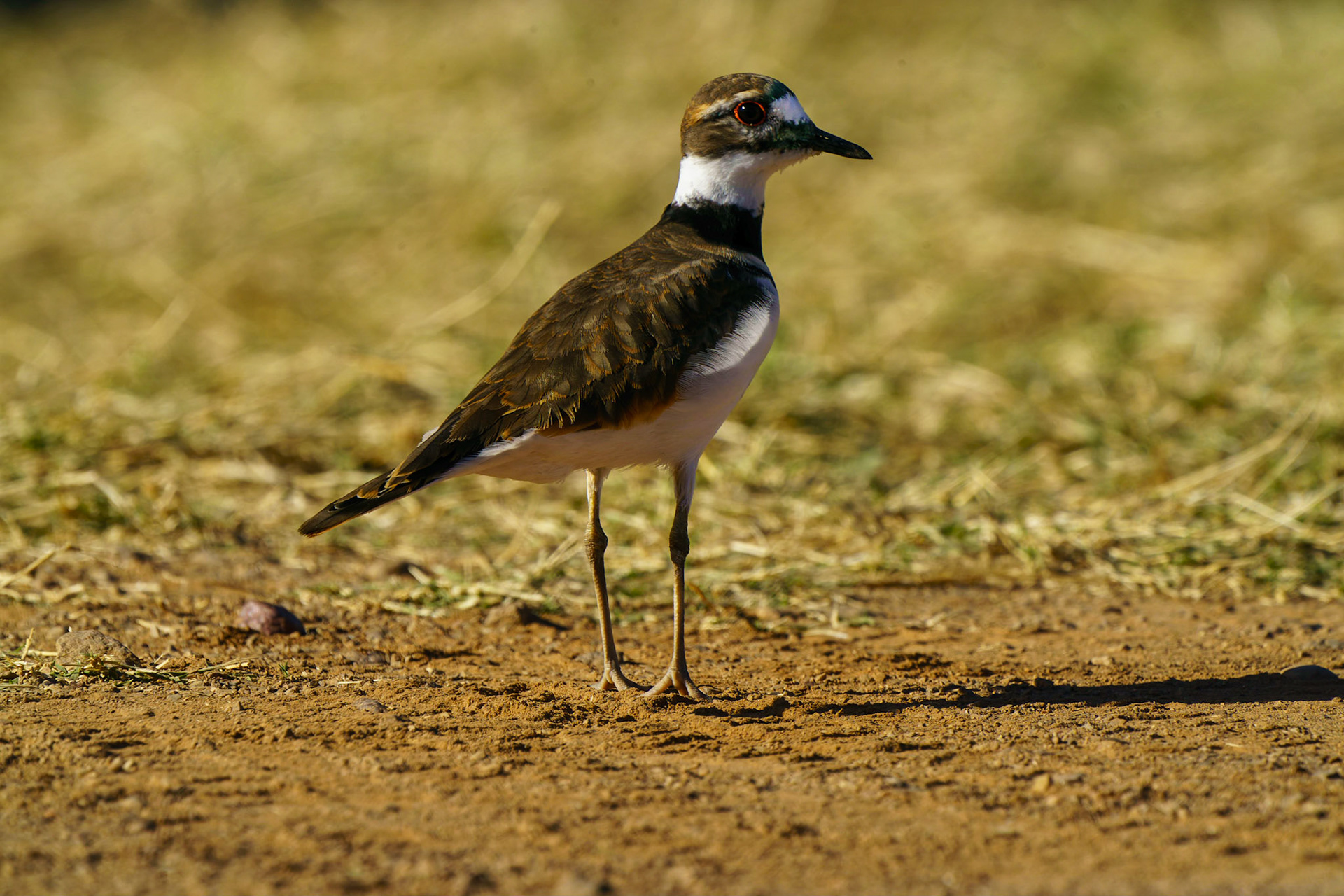 Killdeer, Charadrius vociferus