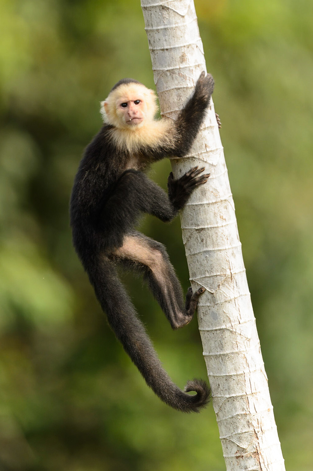 Panamanian white-faced capuchin, Cebus imitator