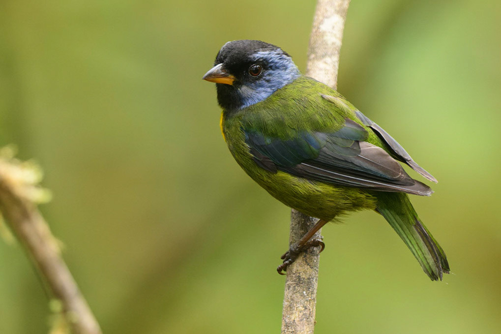 Moss-backed Tanager Bangsia edwardsi