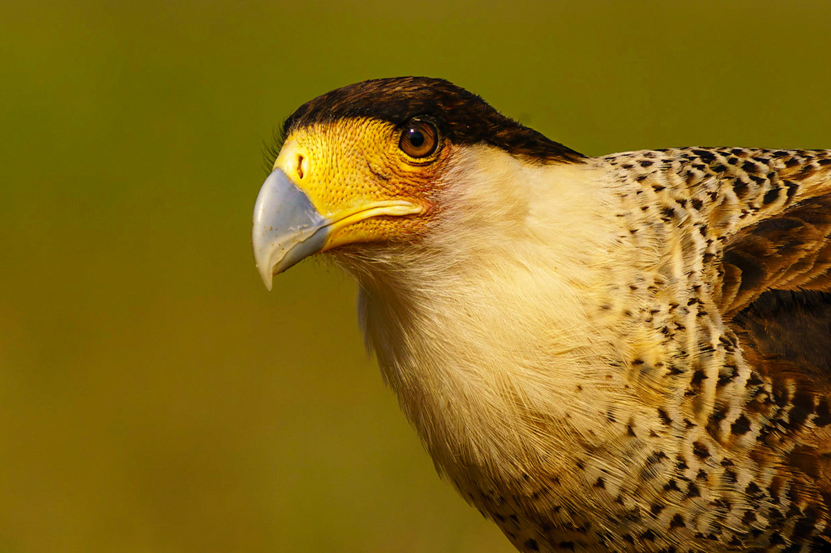 Crested Caracara, Caracara cheriway