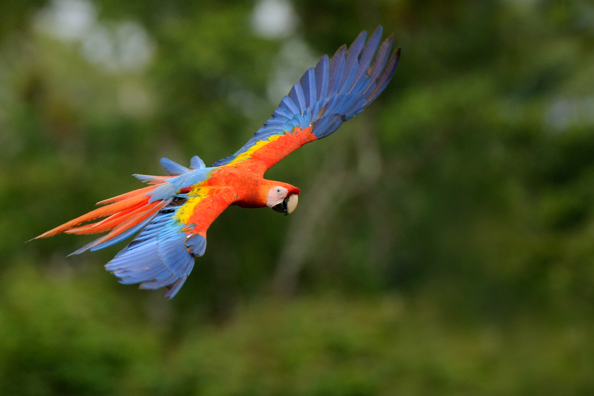 Scarlet Macaw, Ara macao