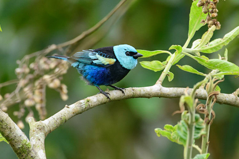 Blue-necked Tanager, Tangara cyanicollis