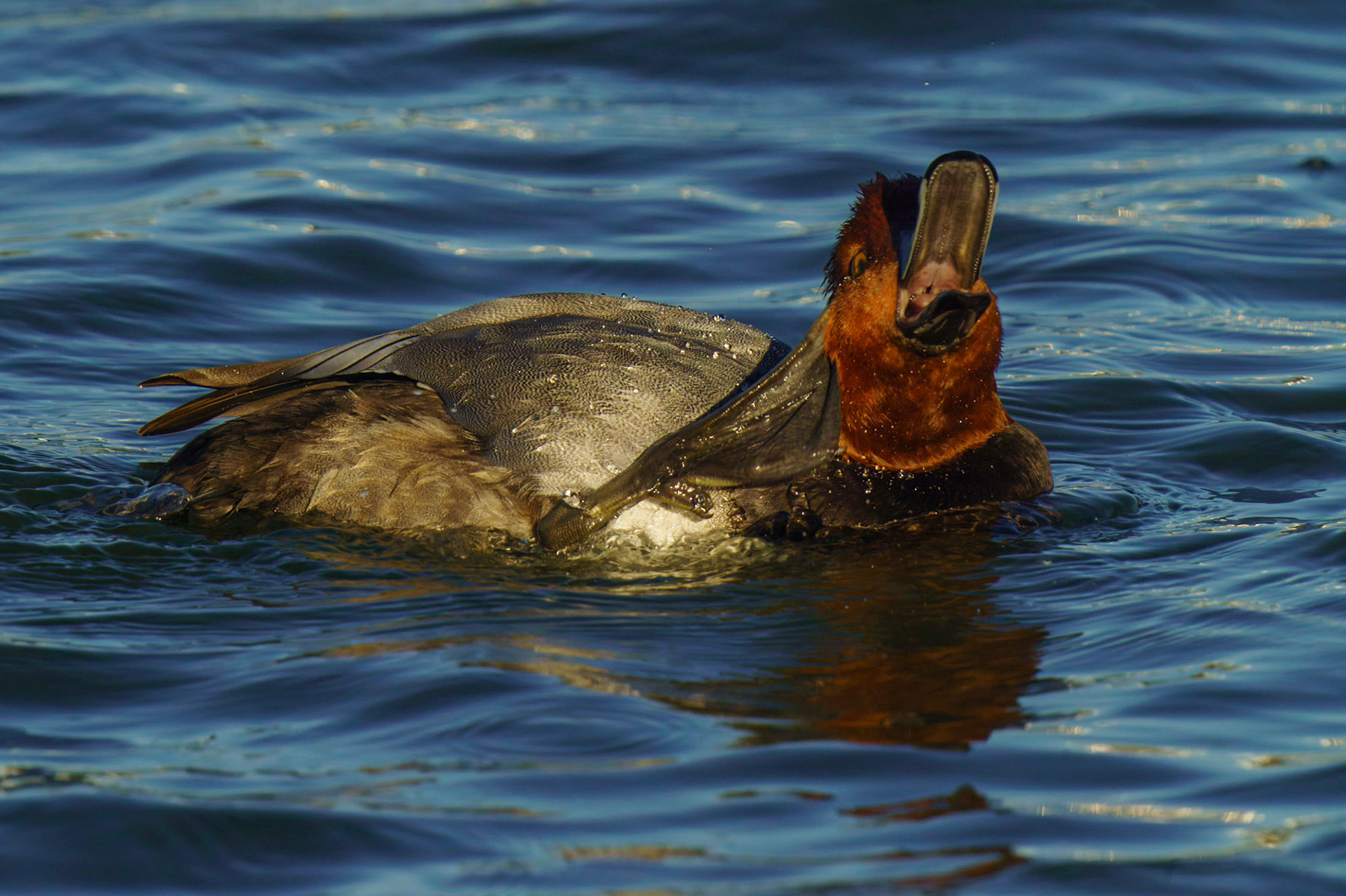 Redhead, Aythya americana