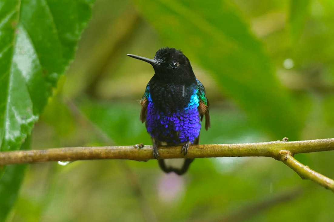 Velvet-purple Coronet, Boissonneaua jardini
