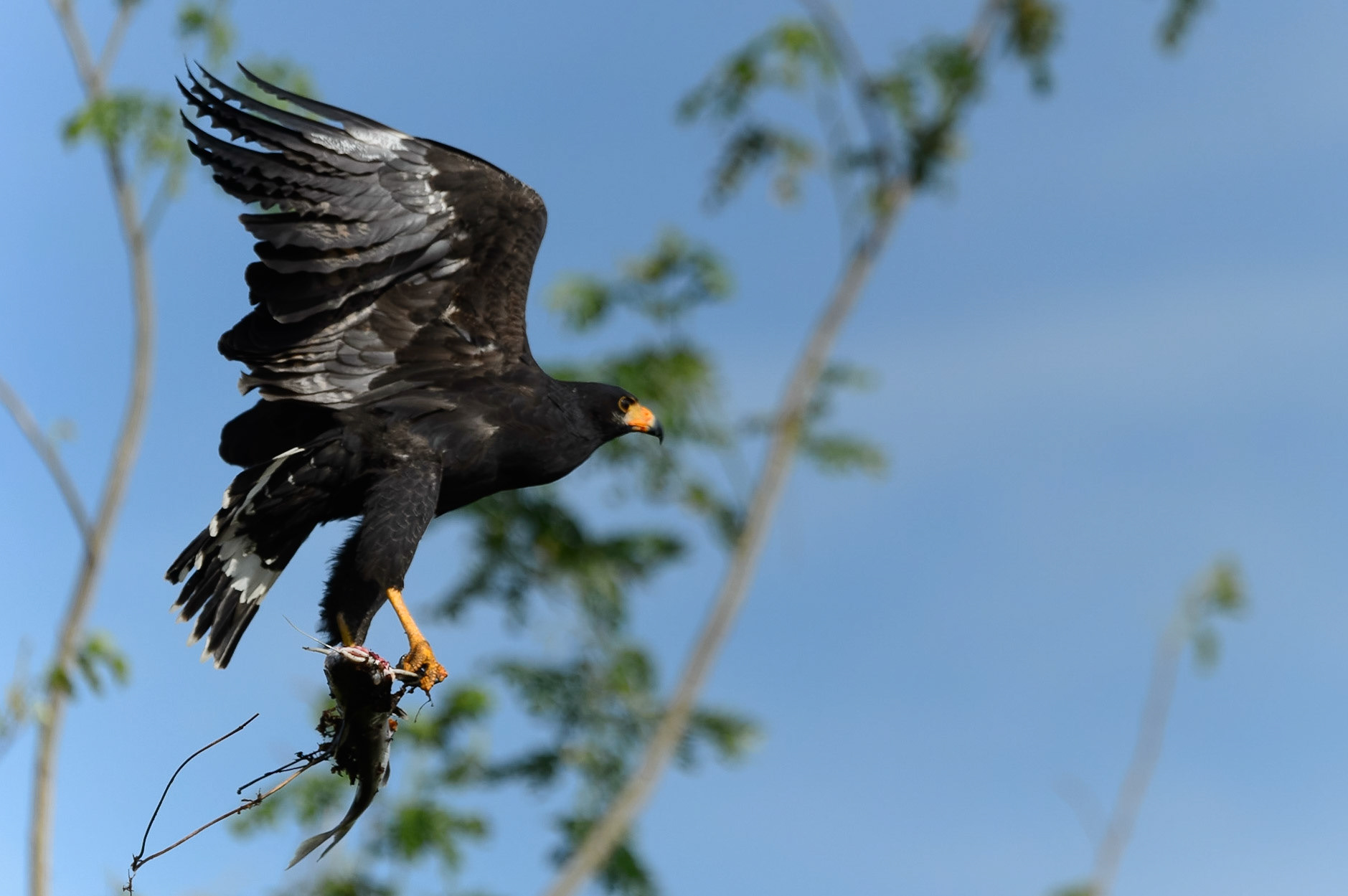 Common Black Hawk, Buteogallus anthracinu