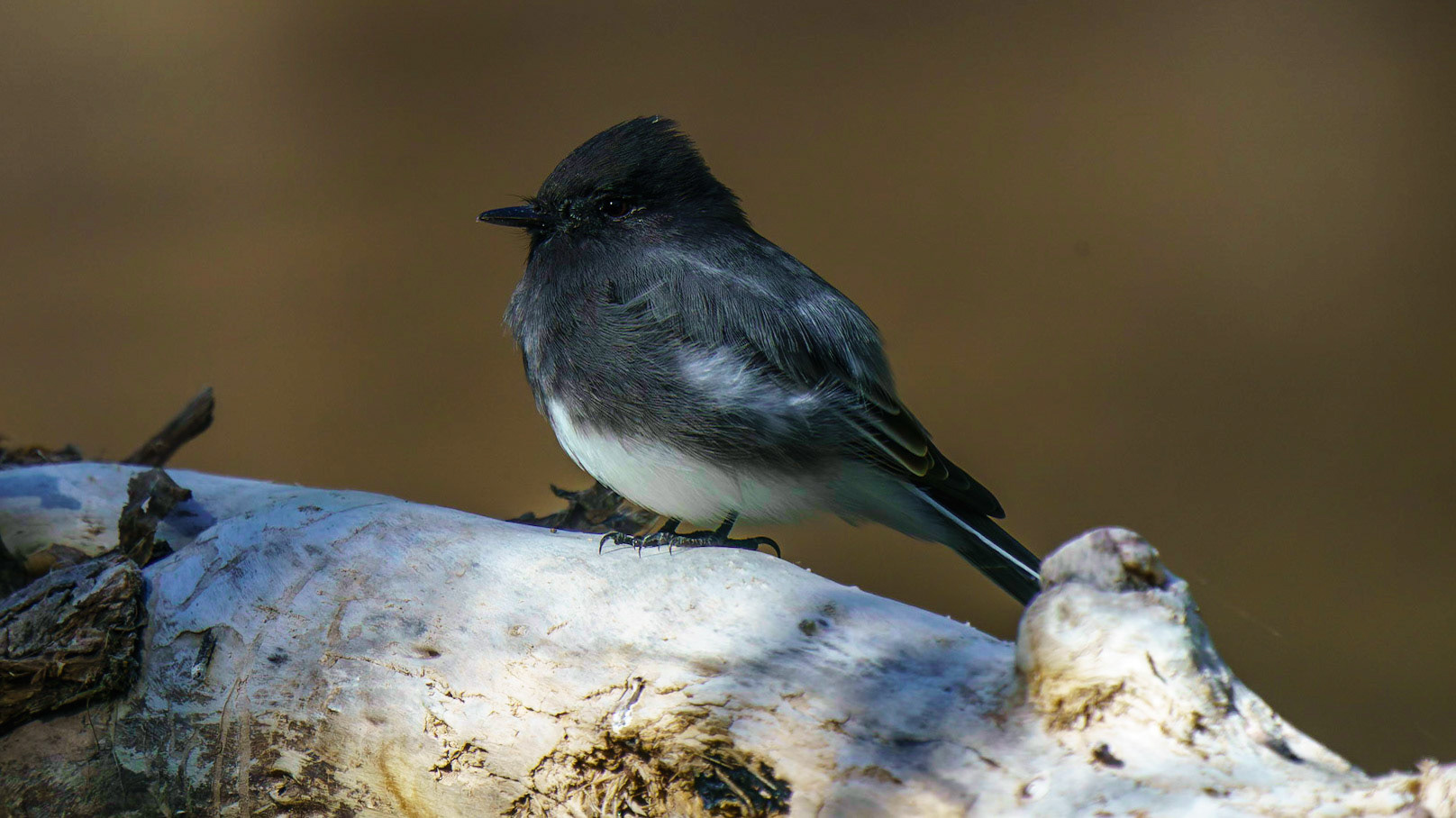 Black Phoebe, Sayornis nigricans