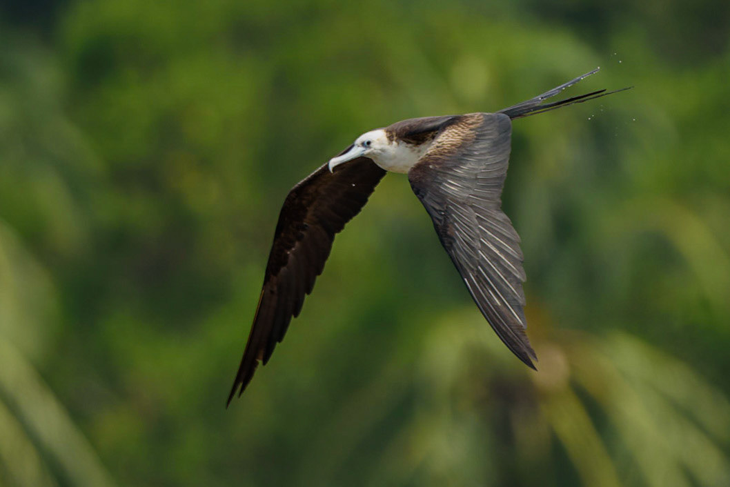 Magnificent Frigatebird, Fregata magnificens