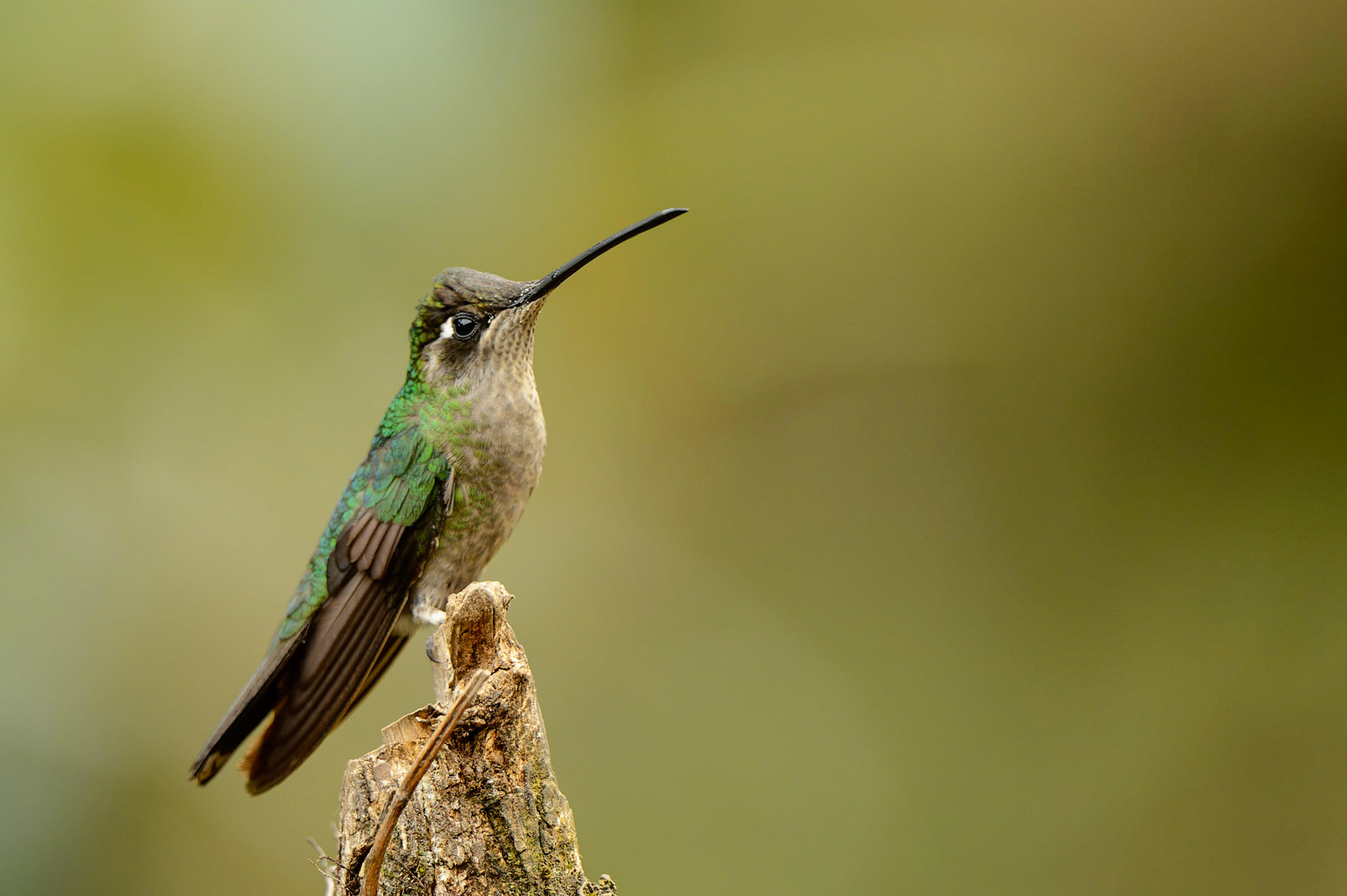 Rivoli's Hummingbird, Eugenes fulgens Formerly "Magnificent".