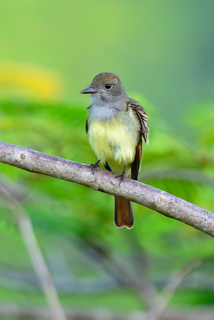 Great Crested Flycatcher, Myiarchus crinitus