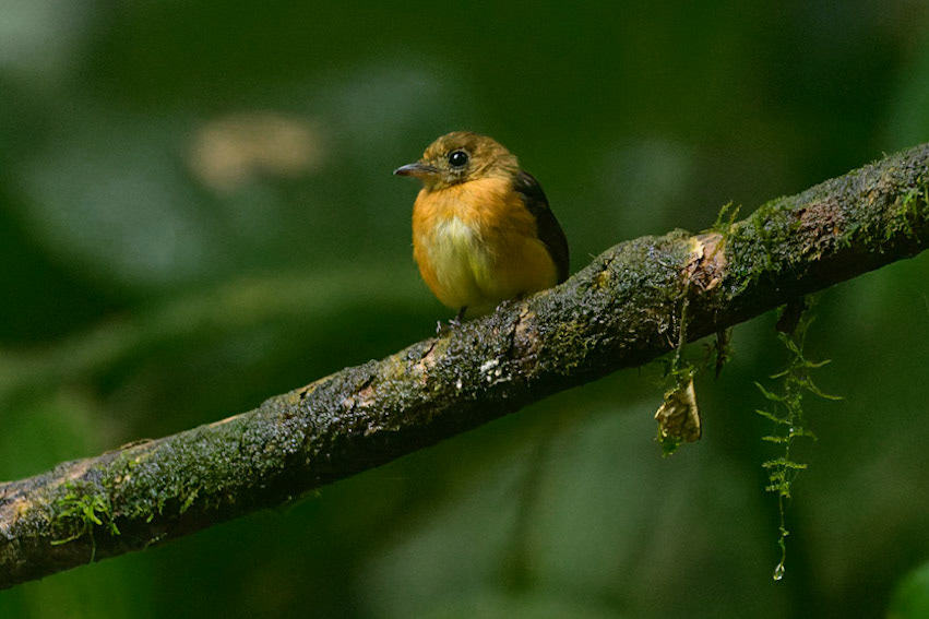 Tawny-breasted FlycatcherMyiobius villosus