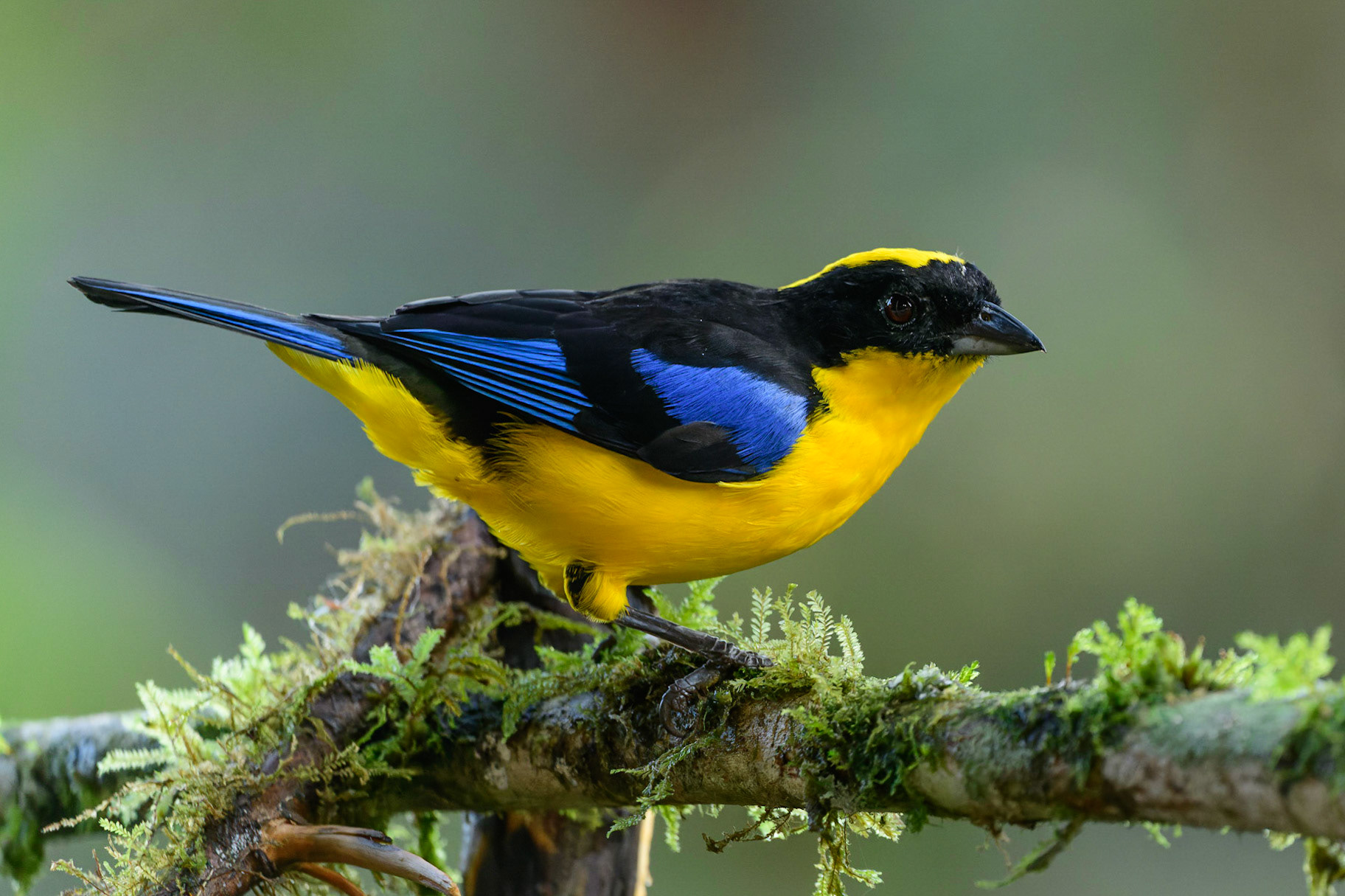 Blue-winged Mountain-Tanager, Anisognathus somptuosus