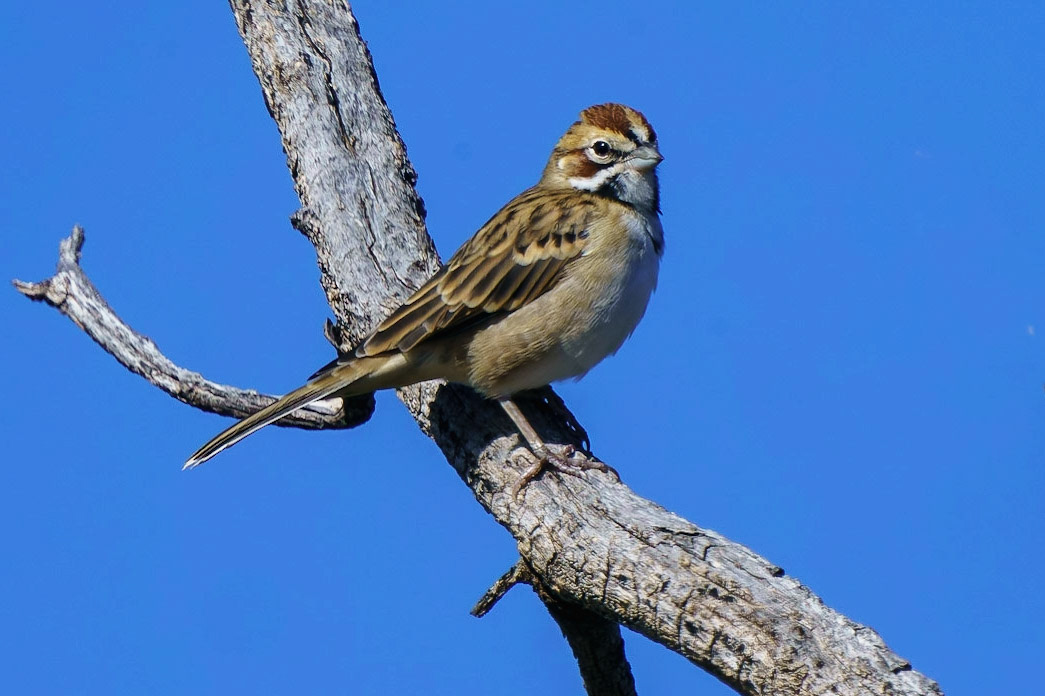 Lark Sparrow, Chondestes grammacus