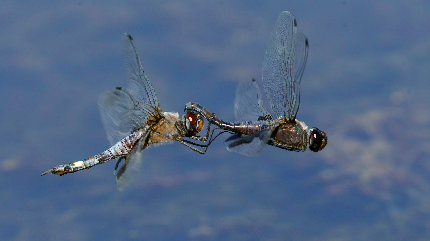 Black Saddlebags, Tramea lacerata