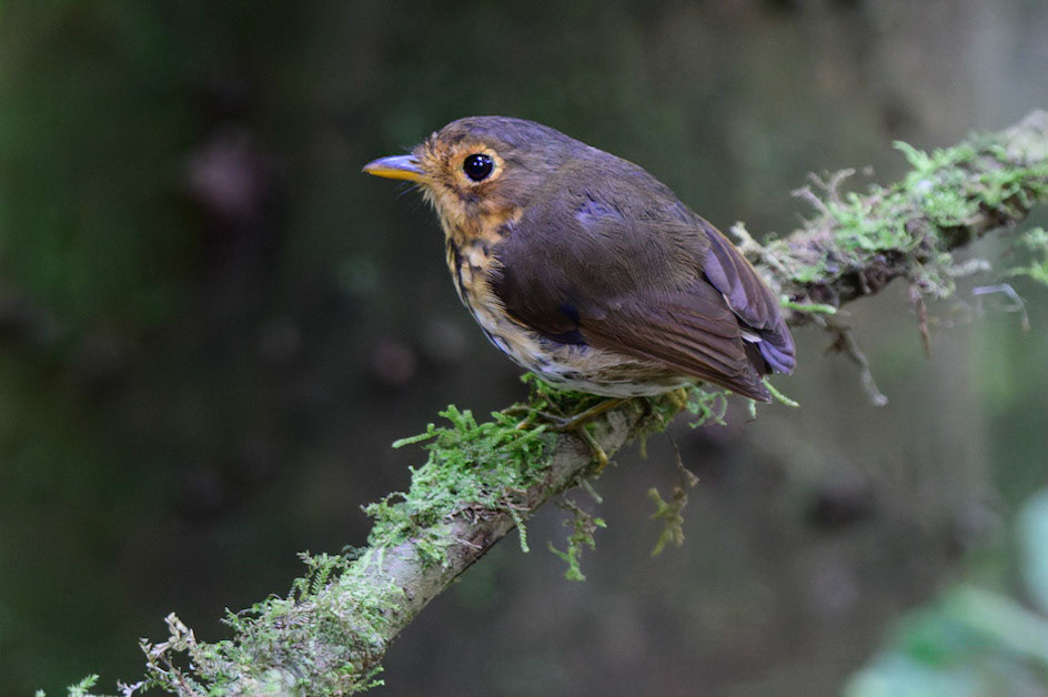 Ochre-breasted Antpitta, Grallaricula flavirostris