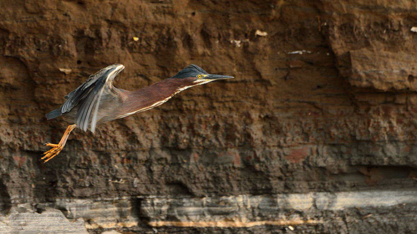 Green Heron, Butorides virescens