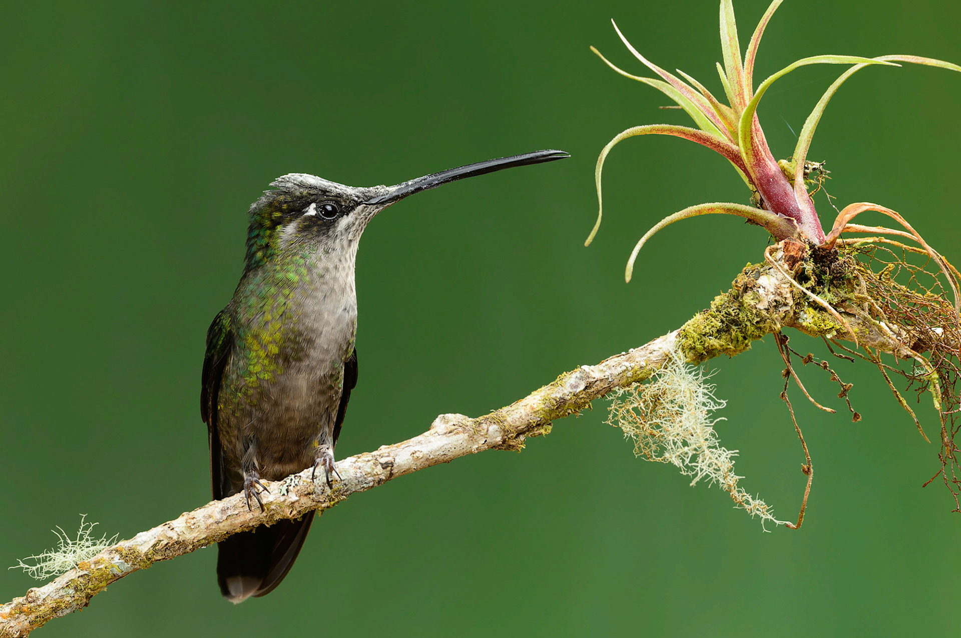 Fiery-throated Hummingbird, Panterpe insignis. also Irazu Hummingbird