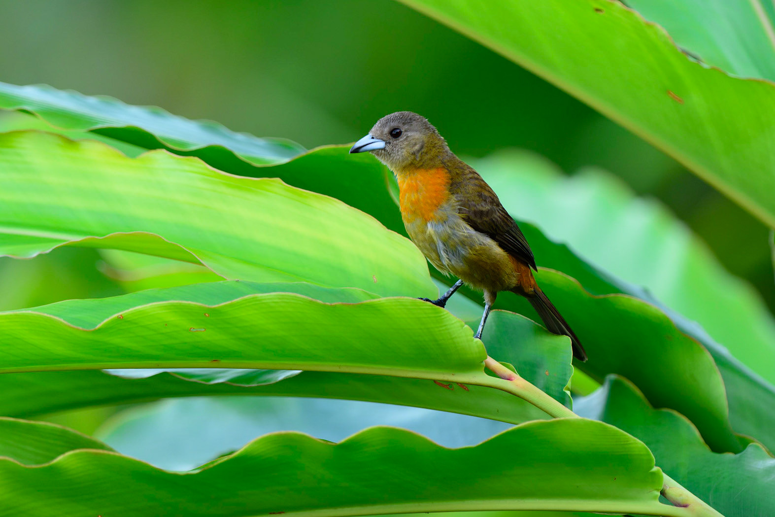 Cherrie's Tanager, Ramphocelus costaricensis