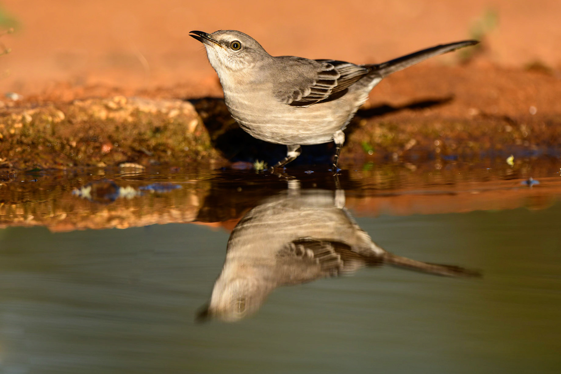 Northern MockingbirdMimus polyglottos