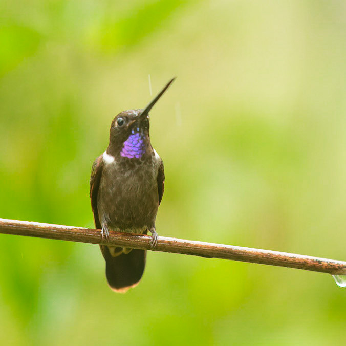 Brown Inca, Coeligena wilsoni