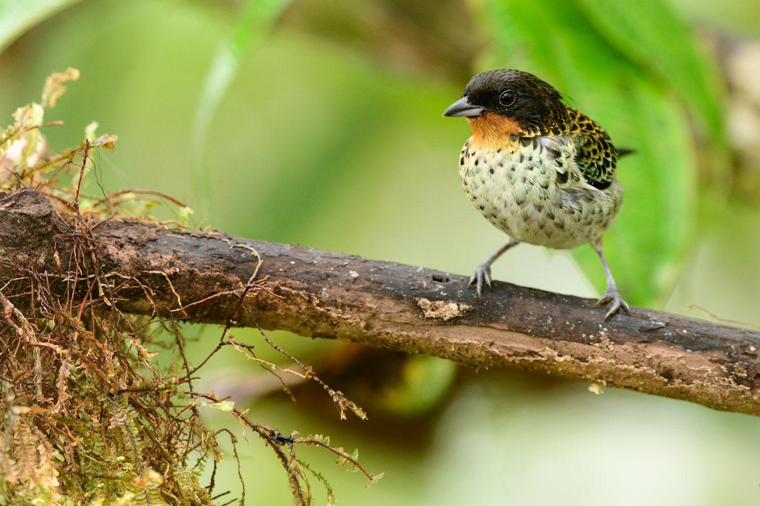 Rufous-throated Tanager, Ixothraupis rufigula