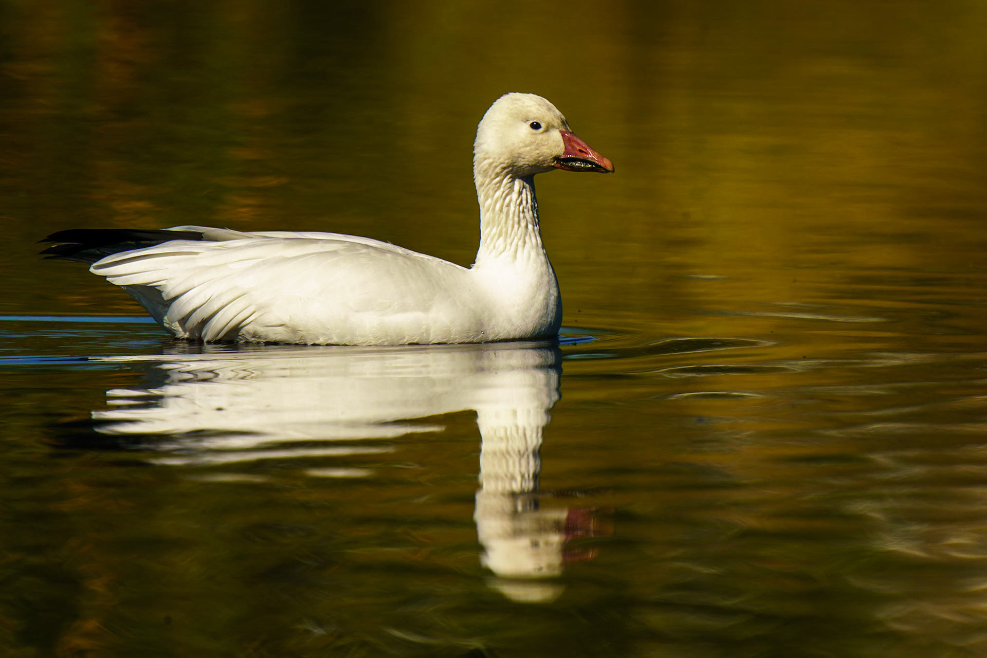 Snow Goose, Anser caerulescens