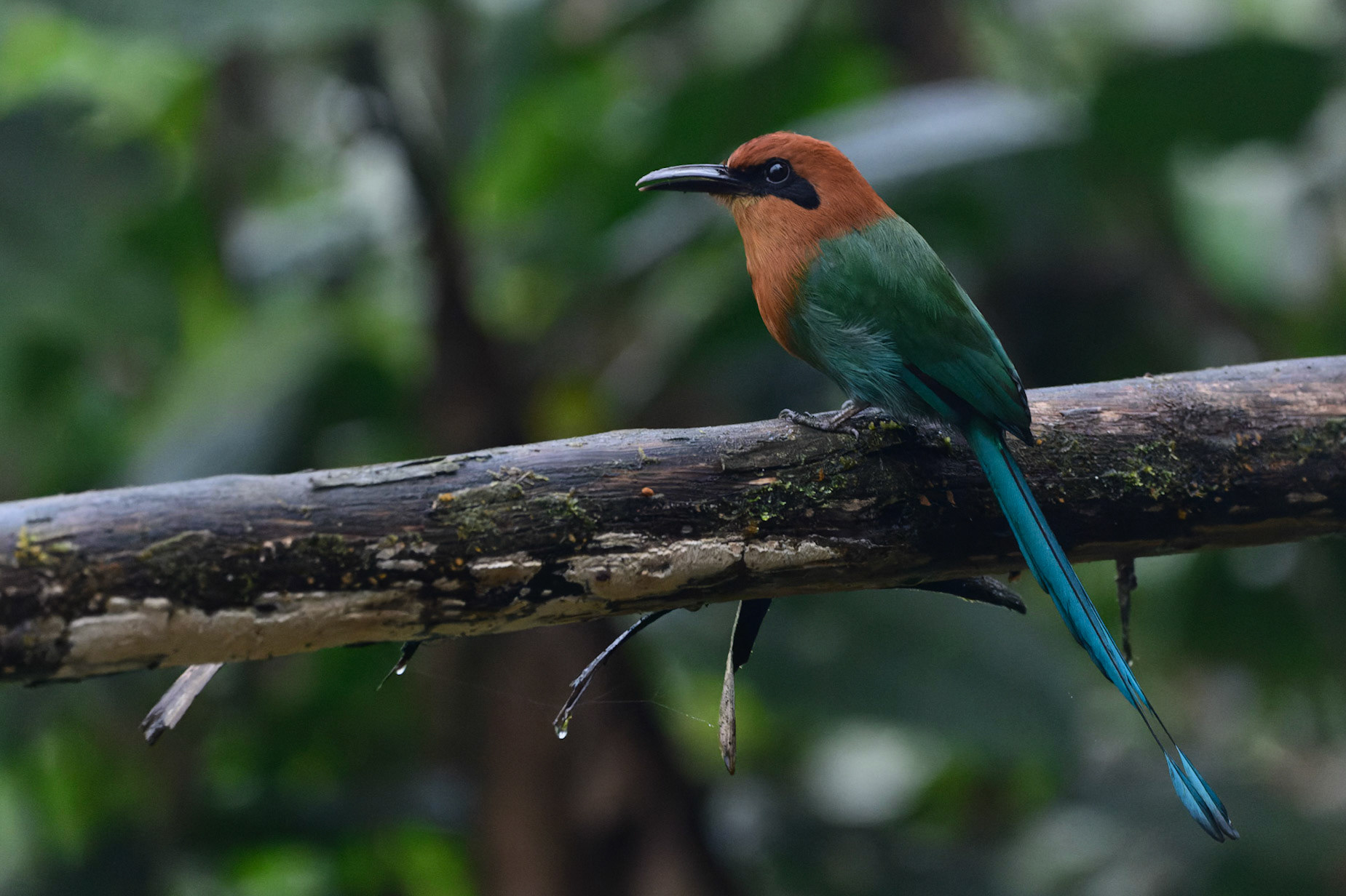 Rufous Motmot Baryphthengus martii
