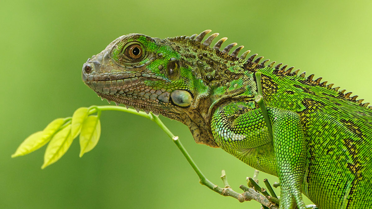 Green Iguana, Iguana iguana