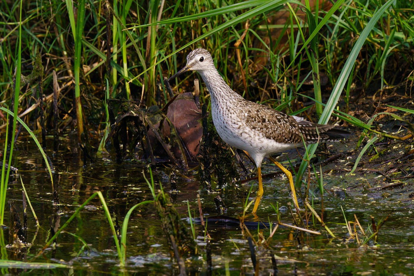 Lesser Yellowlegs, Tringa flavipes