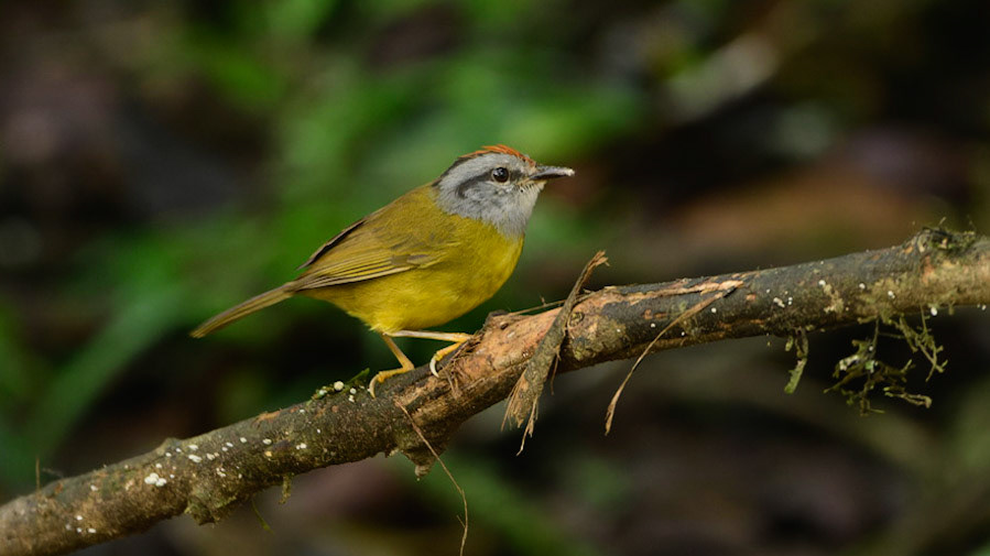 Russet-crowned Warbler, Myiothlypis coronata