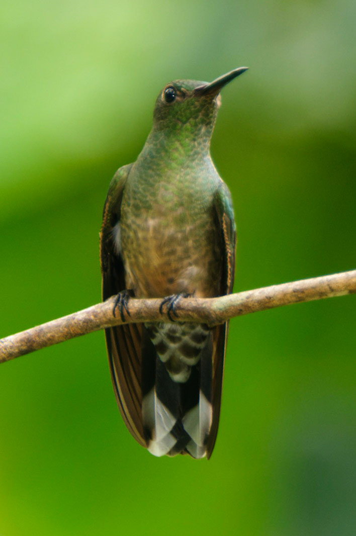Scaly-breasted Hummingbird, Phaeochroa cuvierii